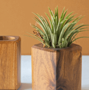 Large Dracaena Marginata