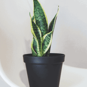 Snake Plant Laurentii